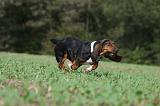 BASSET HOUND 014